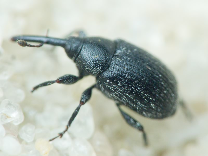 Rhinusa asellus (Gravenhorst, 1807)